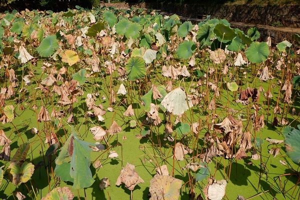 1540740182685152.jpg 1540740182685152.jpg